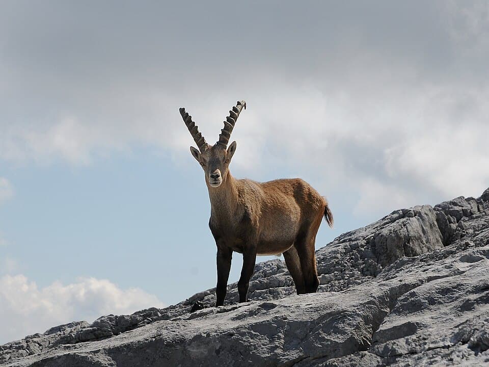 Alpensteinböcke, Capra ibex auf der Sulzfluh 1.JPG