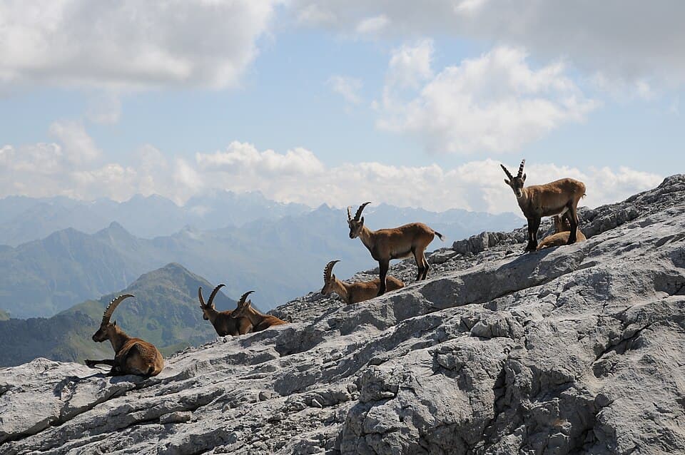 Alpensteinböcke, Capra ibex auf der Sulzfluh 4.JPG