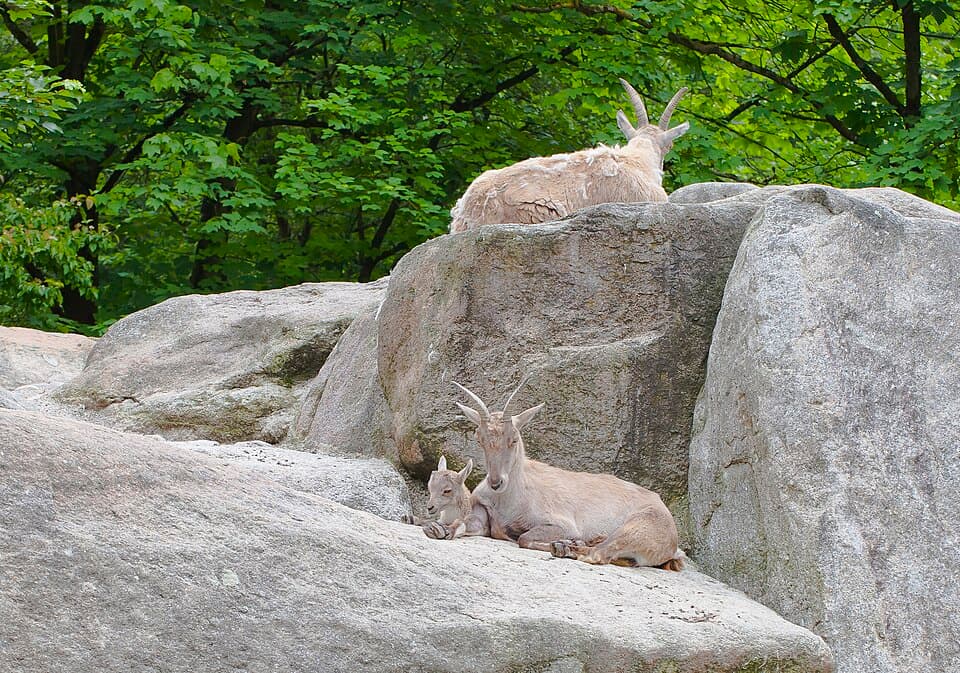 Íbice (Capra ibex ibex), Tierpark Hellabrunn, Múnich, Alemania, 2012-06-17, DD 01.JPG