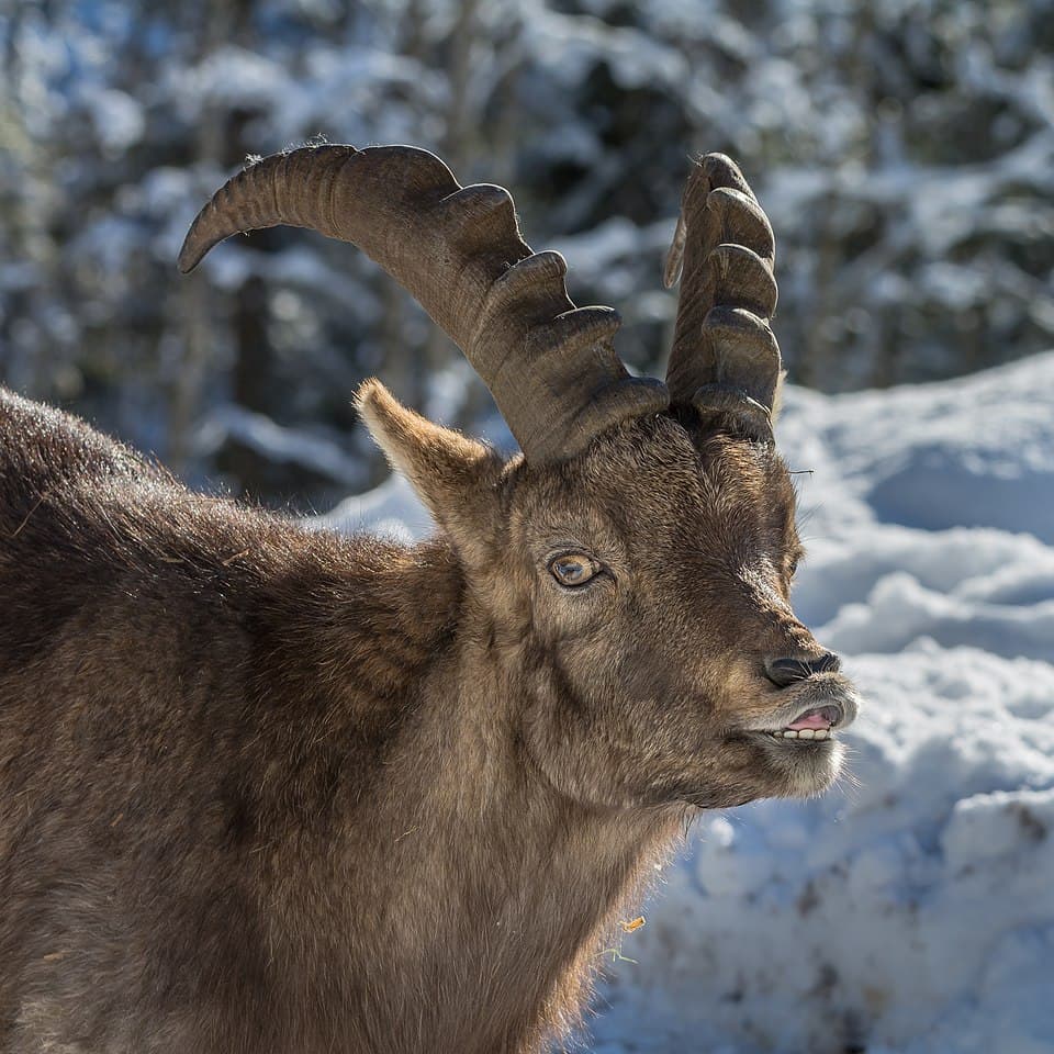 Alpensteinbock Capra ibex-0801.jpg