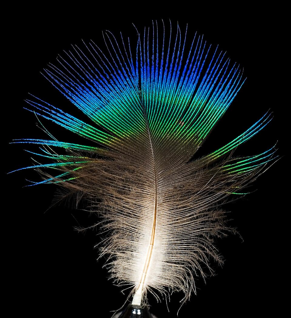 A photo of Indian Peafowl (Pavo cristatus)