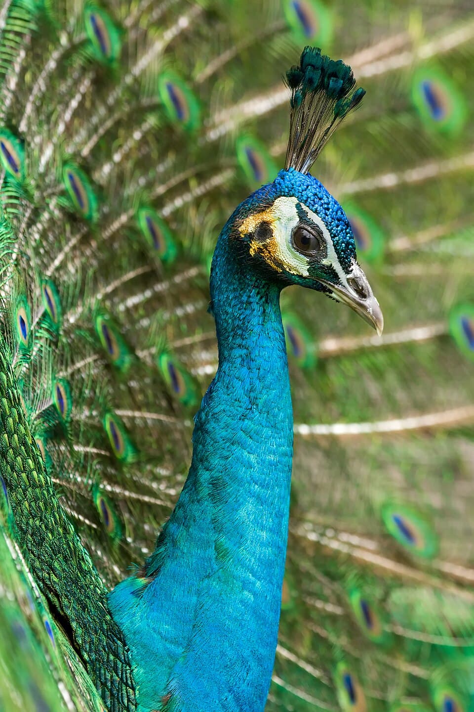 Pavo cristatus Phasianidae.jpg