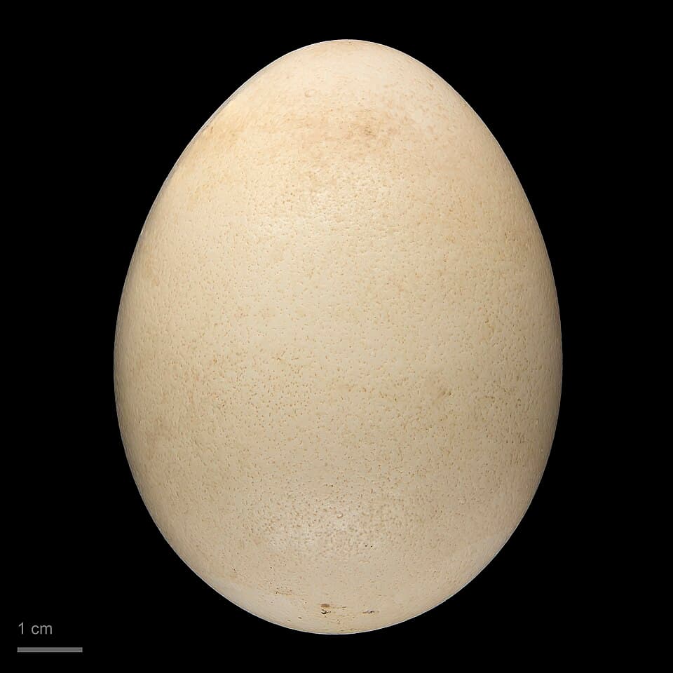 Pavo cristatus MHNT.ZOO.2010.11.10.4.jpg
