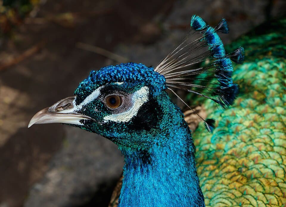 Pavo cristatus - Maroparque 01.jpg