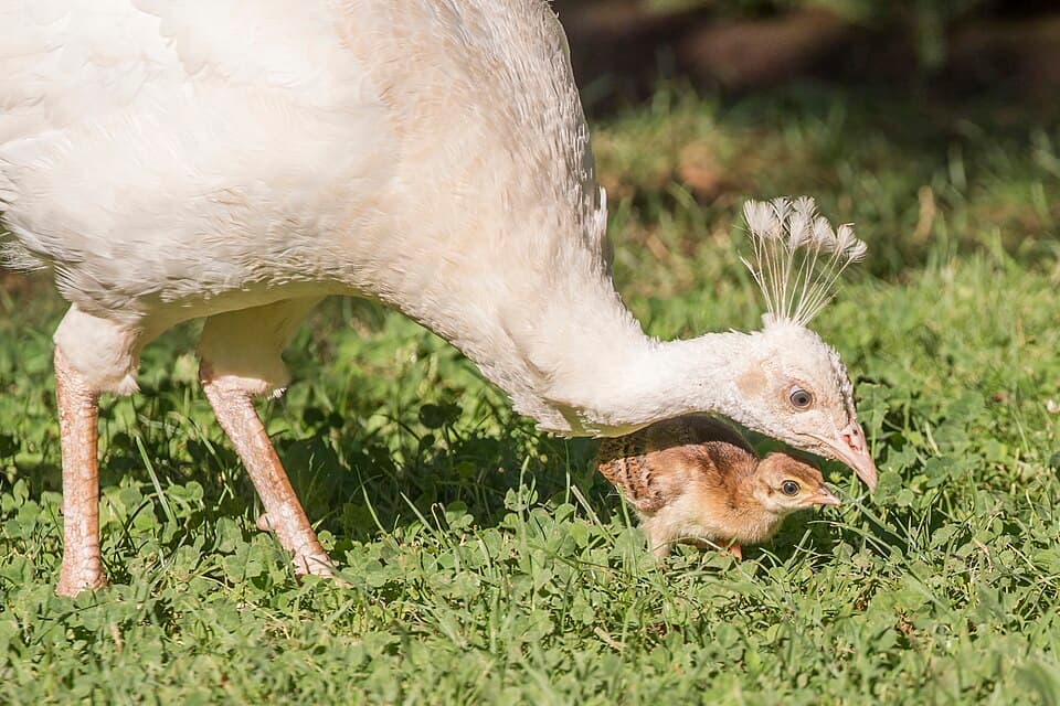 Leucistic Indian peahen (Pavo cristatus) and chick Lake Ohrid.jpg