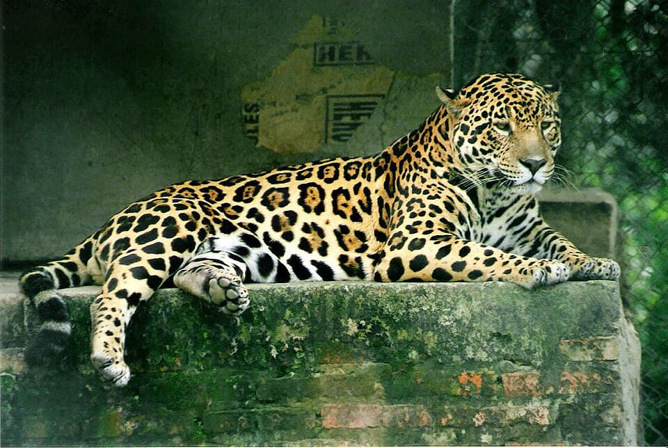 A photo of Jaguar (Panthera onca)