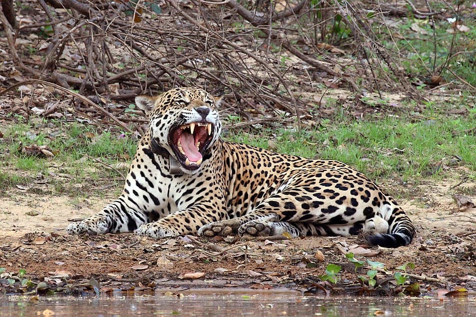 Jaguar (Panthera onca palustris) male Rio Negro 2.JPG