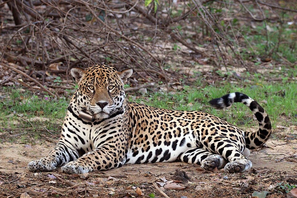 Jaguar (Panthera onca palustris) male Rio Negro.JPG