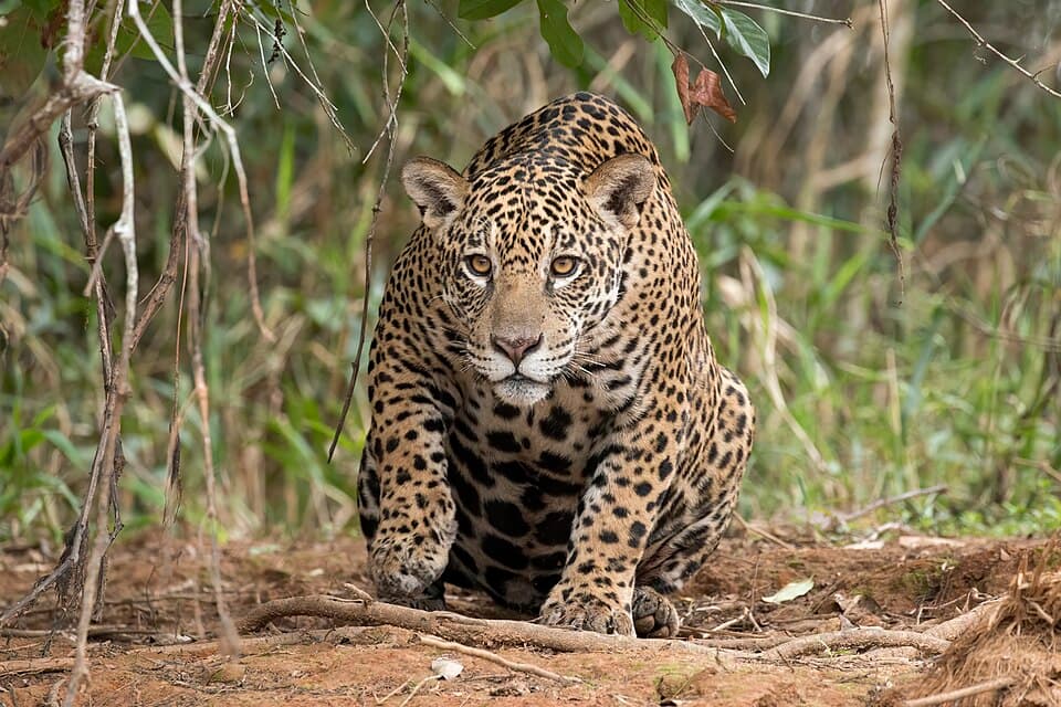 Jaguar (Panthera onca palustris) female Piquiri River 2.JPG