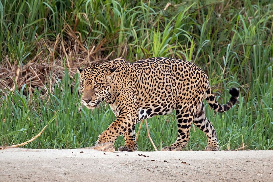 Jaguar (Panthera onca palustris) male Three Brothers River 2.jpg