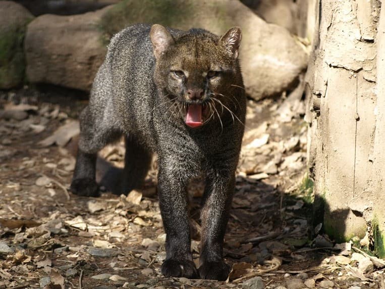 A photo of Jaguarundi (Herpailurus yagouaroundi)