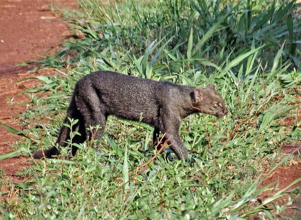 Herpailurus yagouaroundi 98473168.jpg