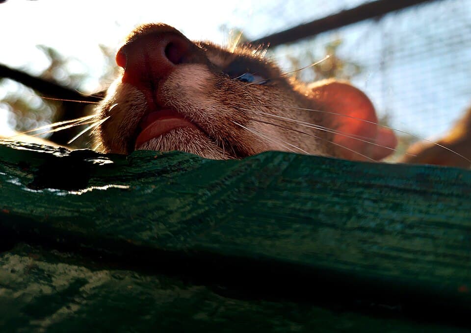 Lovy, la onza (Herpailurus yagouaroundi) en Zoológico Paraguaná.jpg