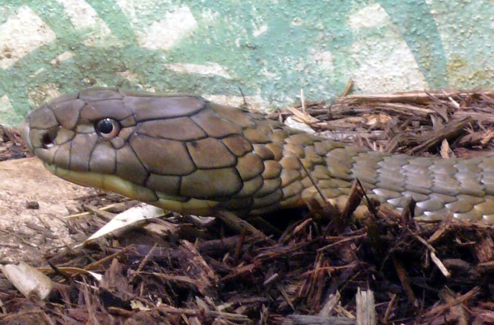 A photo of King Cobra (Ophiophagus hannah)
