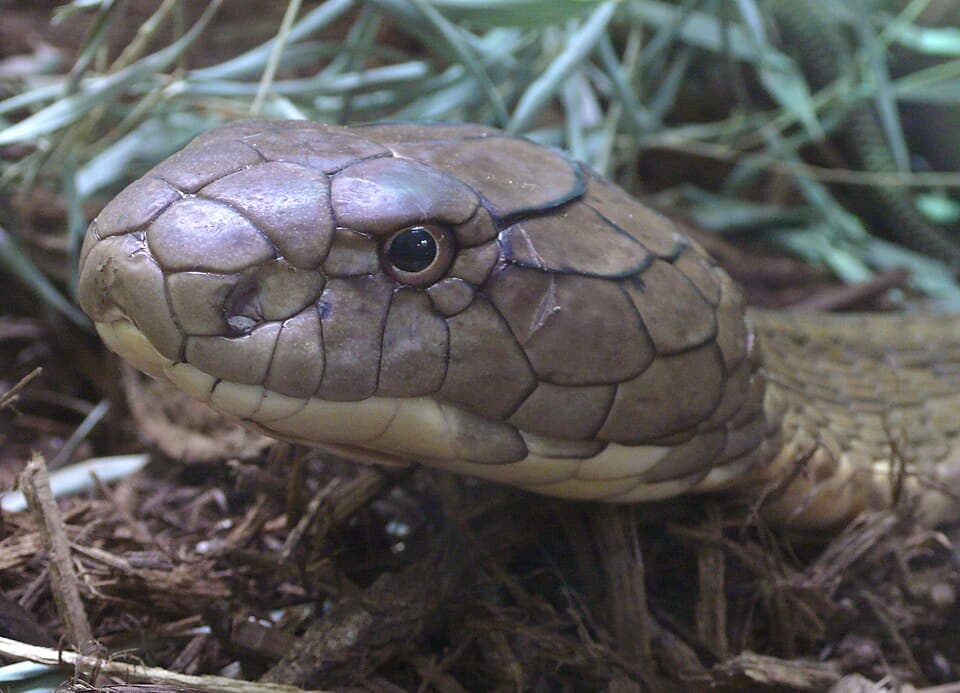 Ophiophagus hannah head (4).jpg