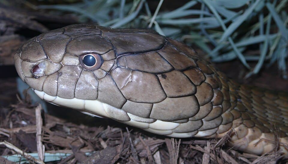 Ophiophagus hannah head (5).jpg