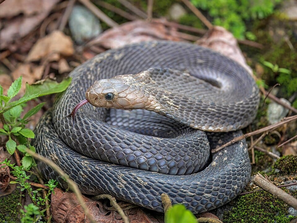 King cobra (Ophiophagus hannah) Bach Ma 2.jpg