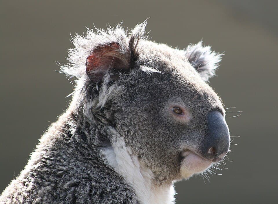 Koala (Phascolarctos cinereus), Sídney, Australia18.JPG