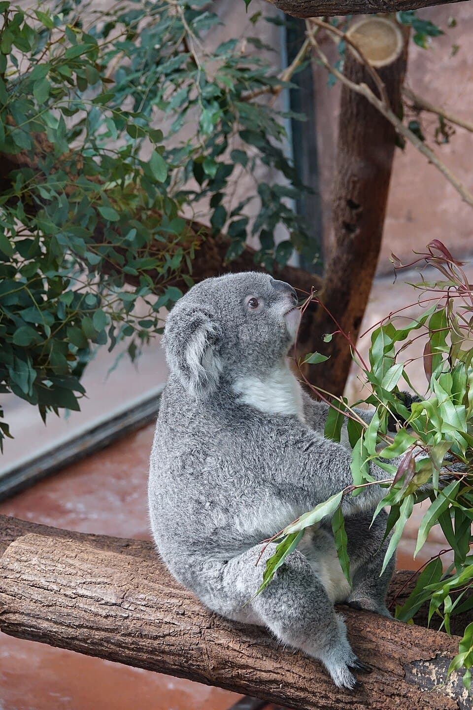 Koala (Phascolarctos cinereus) (3).jpg