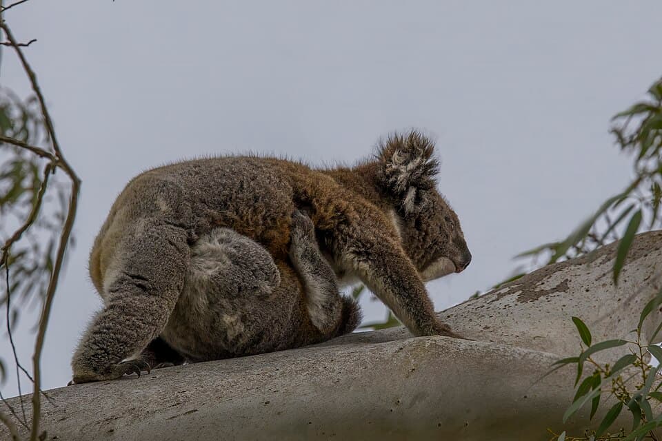 Koalas (Phascolarctos cinereus) female and joey Mount Lofty 3.jpg