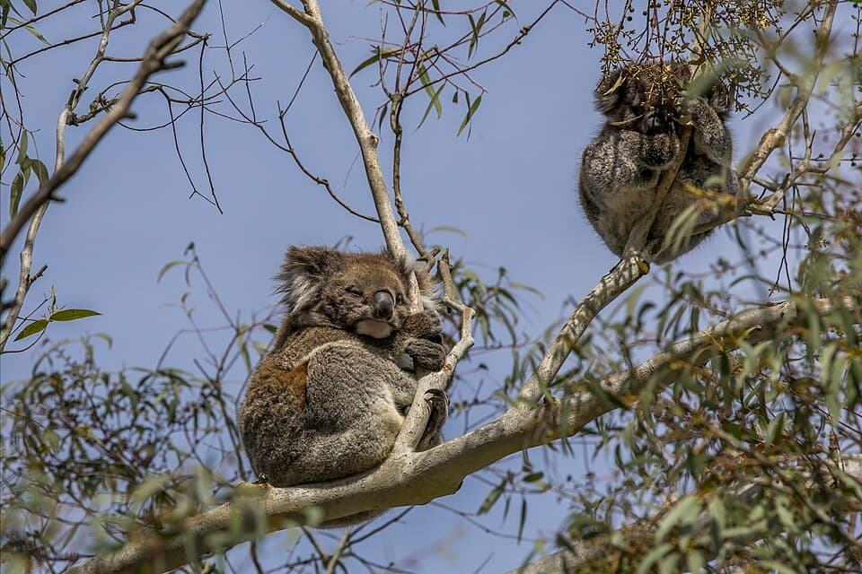 Koala (Phascolarctos cinereus) female Mount Lofty 4.jpg