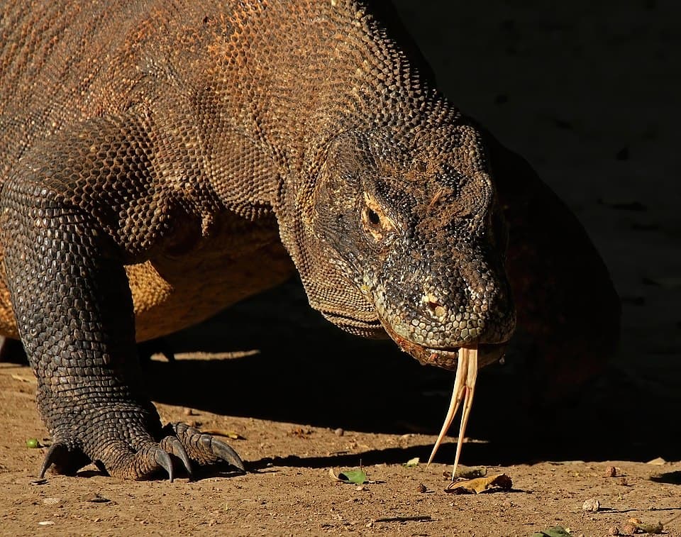 A photo of Komodo Dragon (Varanus komodoensis)
