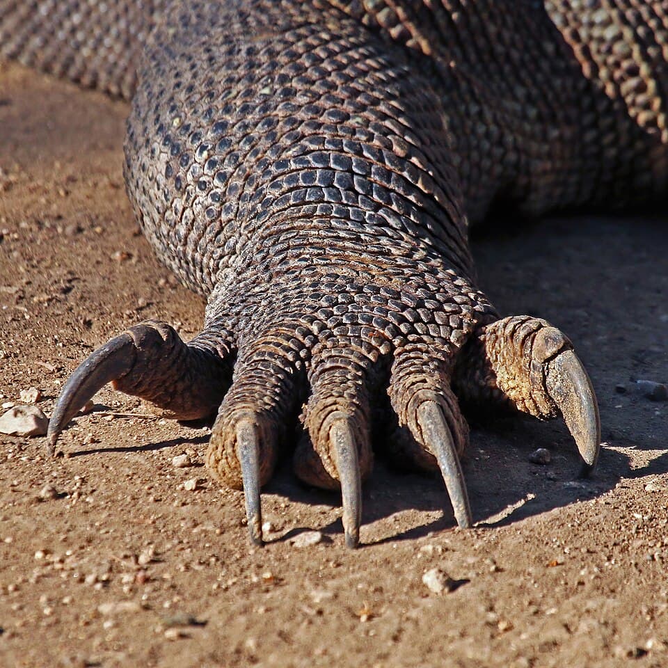 Komodo dragon (Varanus komodoensis) foot.jpg