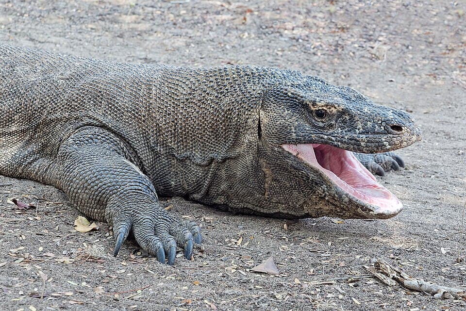 Varanus komodoensis, Komodo Island, Indonesia, 20250822 1319 2749.jpg