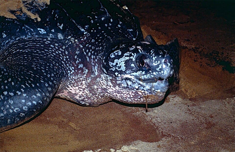 Leatherback Sea Turtle (Dermochelys coriacea) (10630312543).jpg