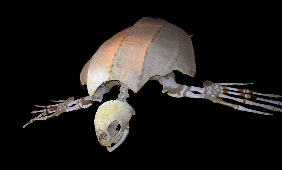 Dermochelys coriacea (skeleton) at Göteborgs Naturhistoriska Museum 2334.jpg