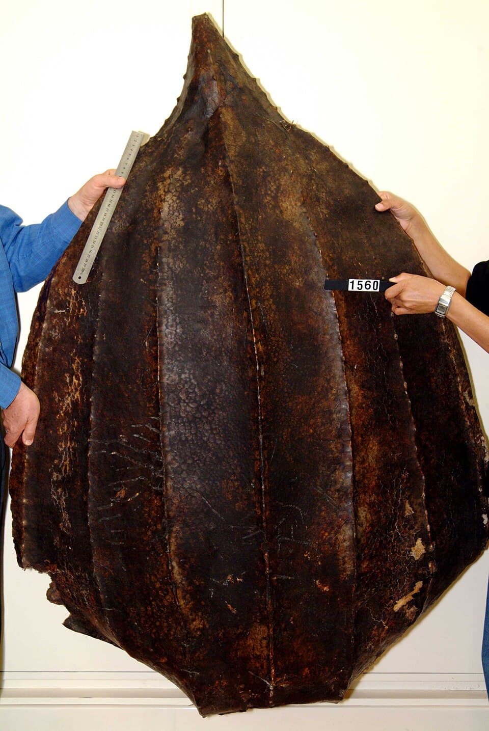 Dermochelys coriacea (AM LH1560-8).jpg