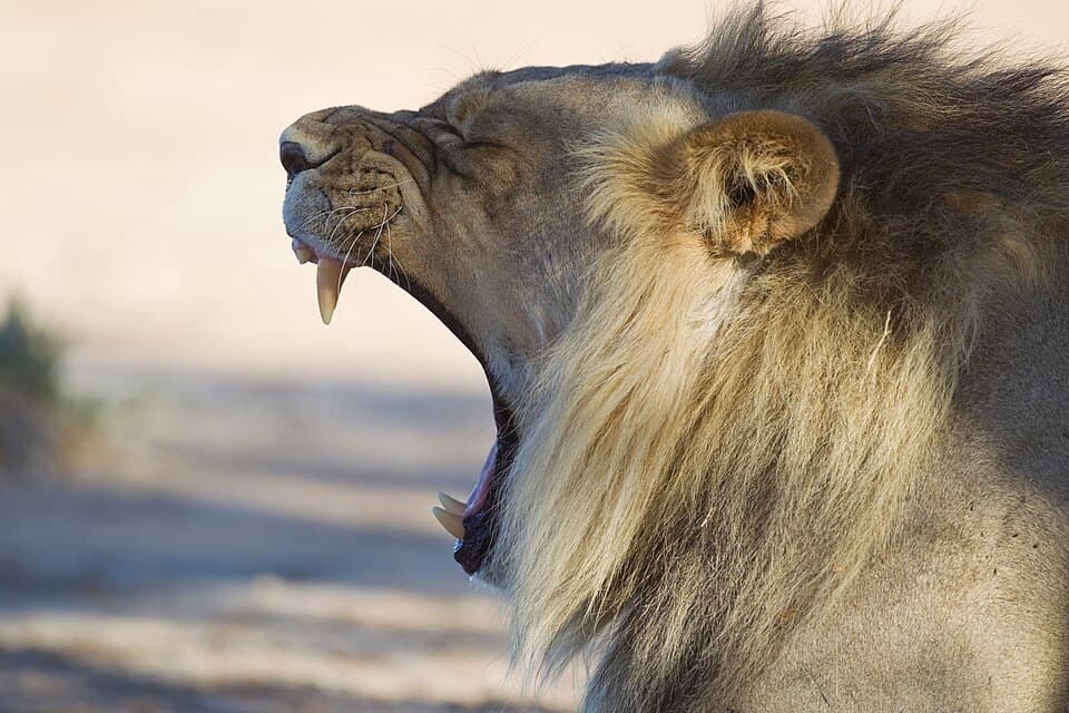 A photo of Lion (Panthera leo)