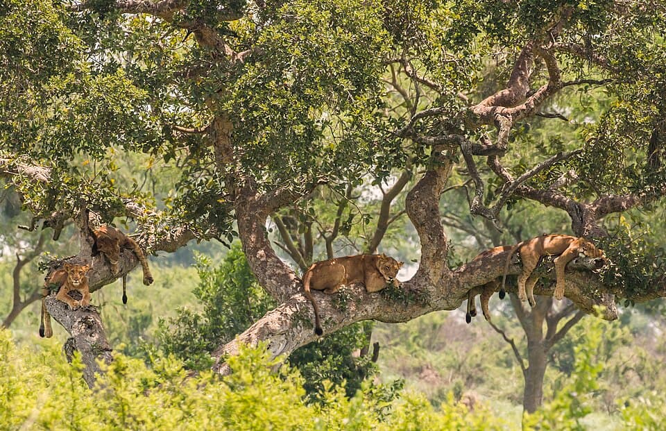 Tree-climbing lions (Panthera leo).jpg