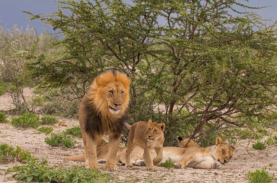 Lion (Panthera leo) male and cub Etosha.jpg
