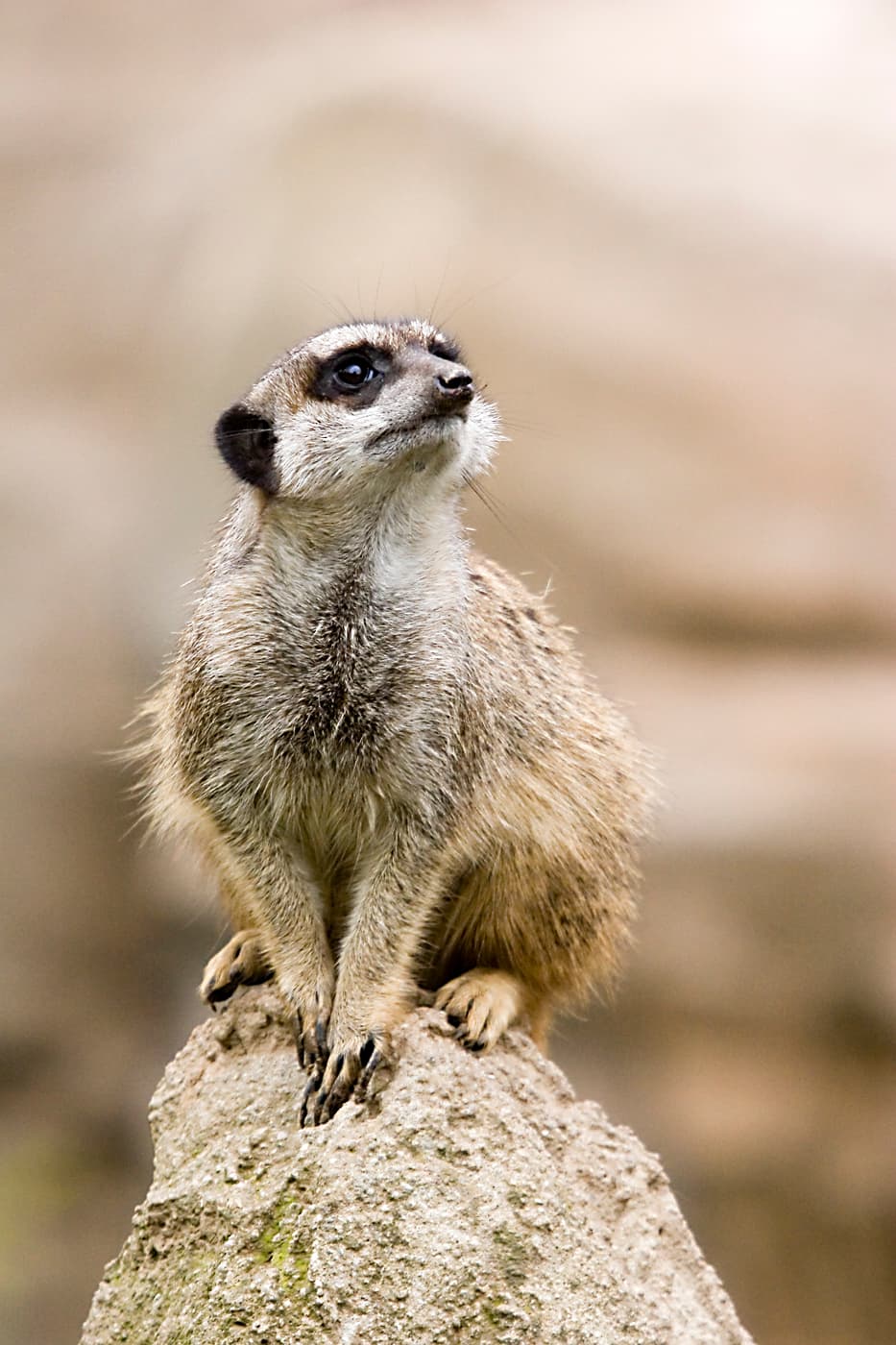 A photo of Meerkat (Suricata suricatta)
