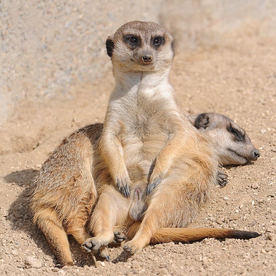 Erdmännchen, Suricata suricatta 1.JPG