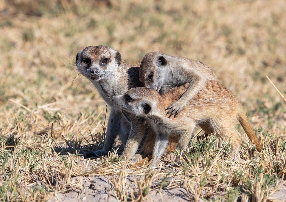 Suricatos (Suricata suricatta), parque nacional Makgadikgadi Pans, Botsuana, 2018-07-30, DD 29.jpg