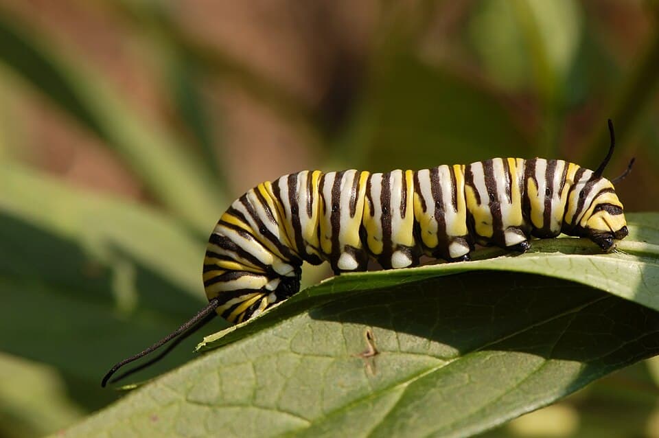 Monarch Butterfly Danaus plexippus Feeding Down 3008px.jpg
