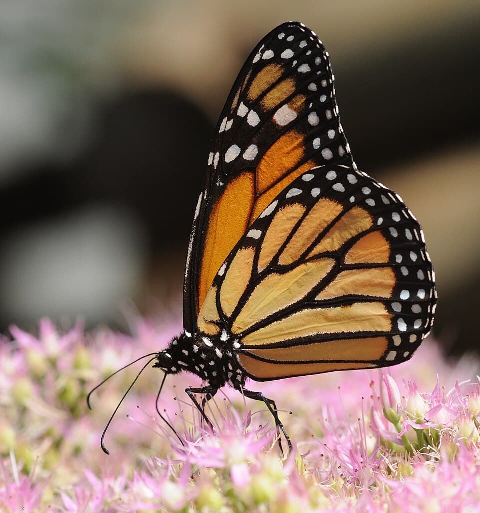 ComputerHotline - Danaus plexippus (by) (3).jpg