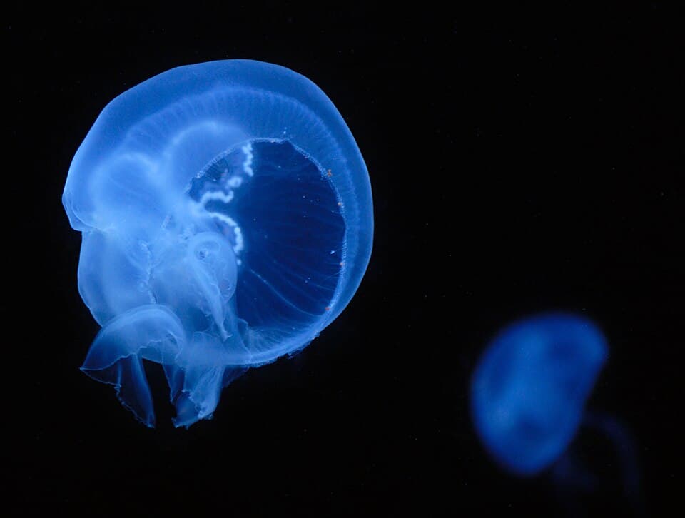 A photo of Moon Jellyfish (Aurelia aurita)