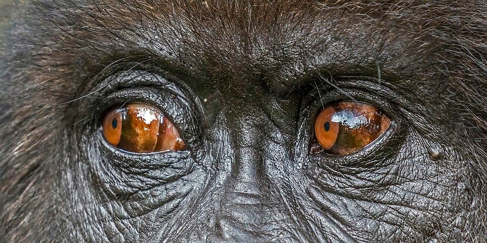 A photo of Mountain Gorilla (Gorilla beringei beringei)