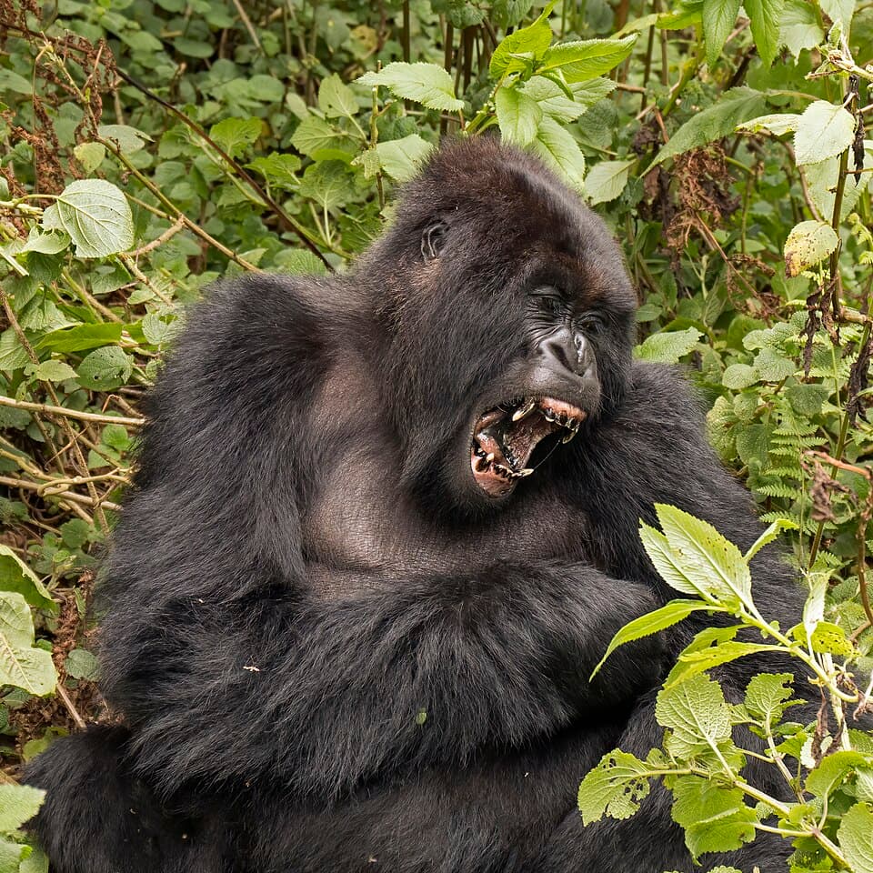 Mountain gorilla (Gorilla beringei beringei) yawn.jpg