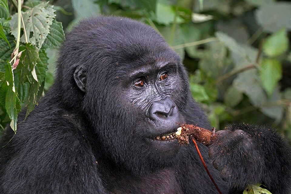 Mountain gorilla (Gorilla beringei beringei) female eating root.jpg