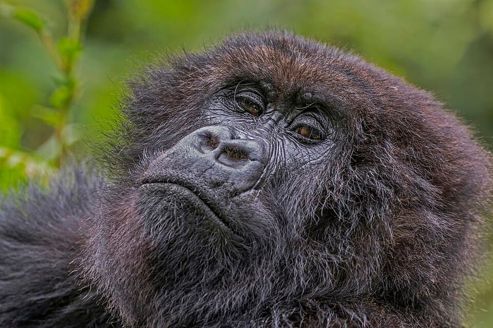 Mountain gorilla (Gorilla beringei beringei) female 3.jpg