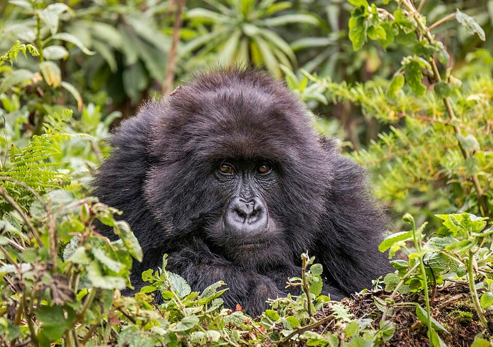 Mountain gorilla (Gorilla beringei beringei) female 2.jpg