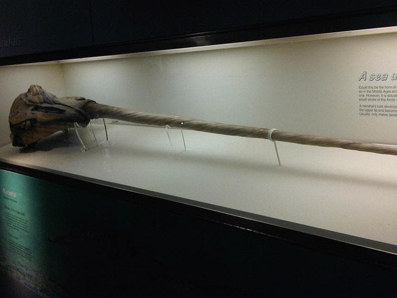A photo of Narwhal (Monodon monoceros)