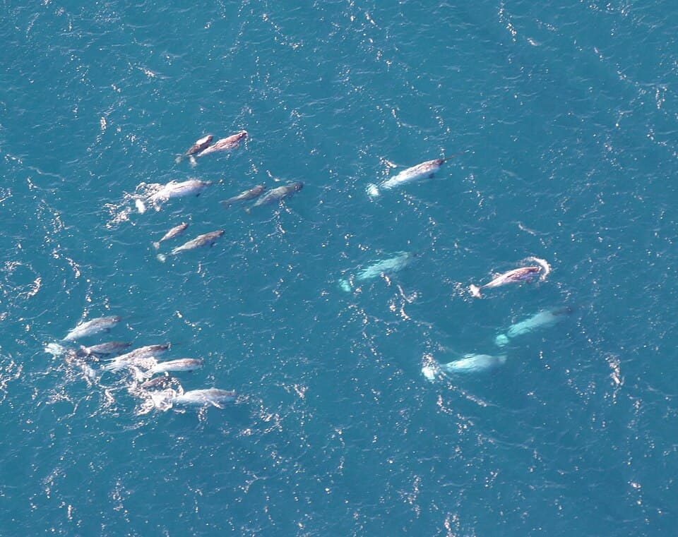Monodon monoceros pod.jpg