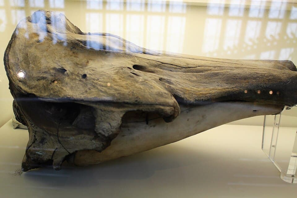 Em - Monodon monoceros - 5.jpg