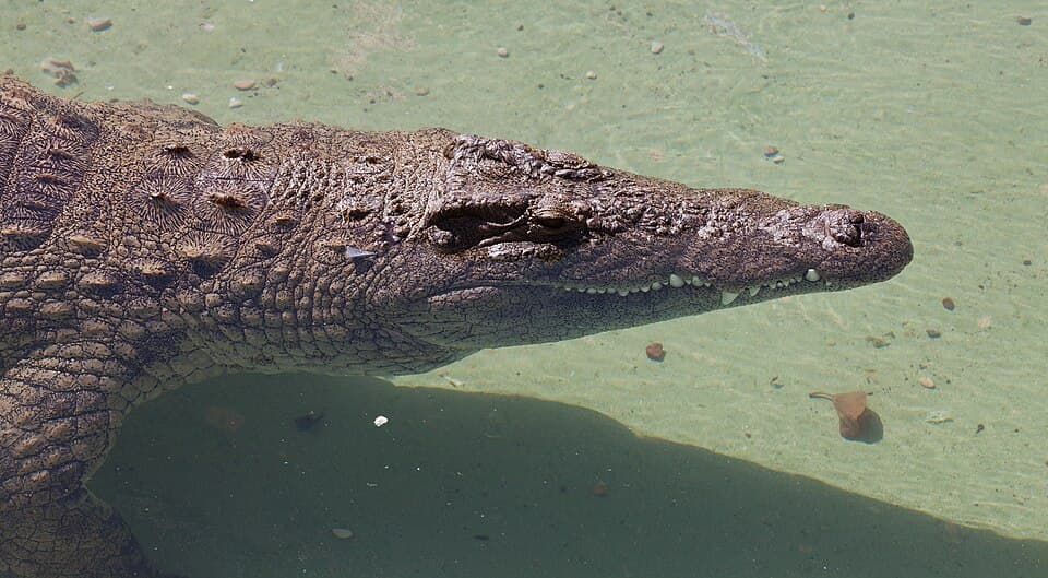 A photo of Nile Crocodile (Crocodylus niloticus)