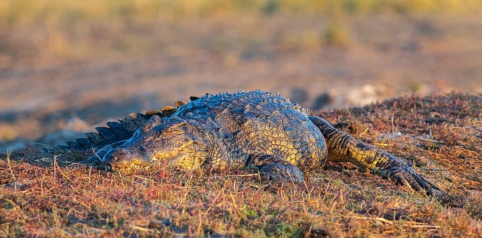 Cocodrilo del Nilo (Crocodylus niloticus), parque nacional de Chobe, Botsuana, 2018-07-28, DD 86.jpg
